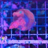 C58 Wysiwyg Red Staghorn Acropora Stump