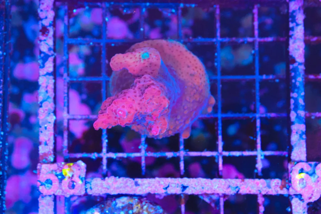 Frag Box Corals