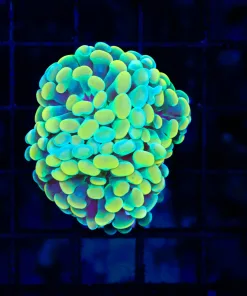 Wysiwyg Super Gold Hammer Coral Frag (C62)