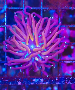 Wysiwyg Gold Mouth Torch Coral (C63)