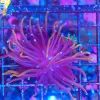 Wysiwyg Torch Coral (C46) *save 50%*