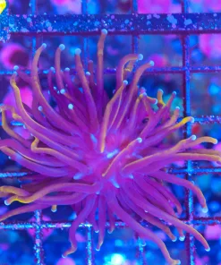 Wysiwyg Torch Coral (C46) *save 50%*