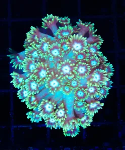 Wysiwyg Golden Flowerpot Coral (C108)