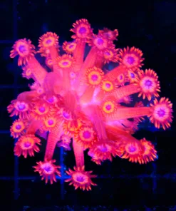 Wysiwyg Diablo Flowerpot Coral (C109)