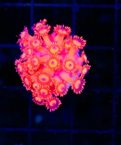 Wysiwyg Inferno Flowerpot Frag Frag (C114)