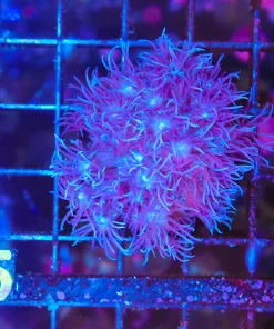 Wysiwyg Blueberry Flowerpot Coral (C115) *Free shipping Minimum 9 livestock spend*