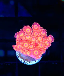 Wysiwyg Inferno Flowerpot Frag Frag (C120)