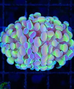 Wysiwyg Hologram Hammer Coral (C136) *Free shipping Minimum 9 livestock spend*