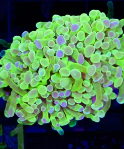 Wysiwyg Hammer / Frogspawn Hybrid *RARE*  (C141)