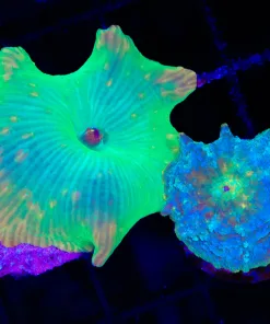 Wysiwyg 2 for 1 Ultra Mushroom Combo Pack  (C142) *Save 50%*