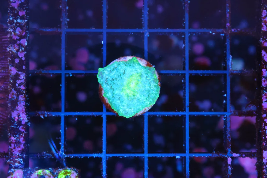 Frag Box Corals