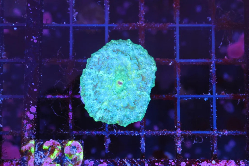 Frag Box Corals