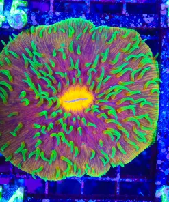 Wyswiyg Ultra Plate Coral (C144) *Free shipping – NO minimum livestock spend :) *