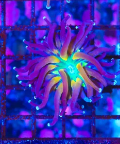 Wysiwyg Gold Mouth Torch Coral (C5)