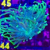 Wyswiyg XL Torch Coral Frag (C44) * save 50%*