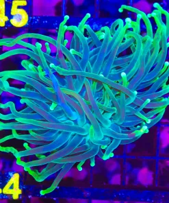 Wyswiyg XL Torch Coral Frag  (C44) * save 50%*