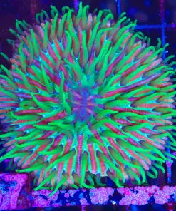 Wysiwyg Ultra Plate  Coral (C67)  *Free shipping – NO minimum livestock spend :) *