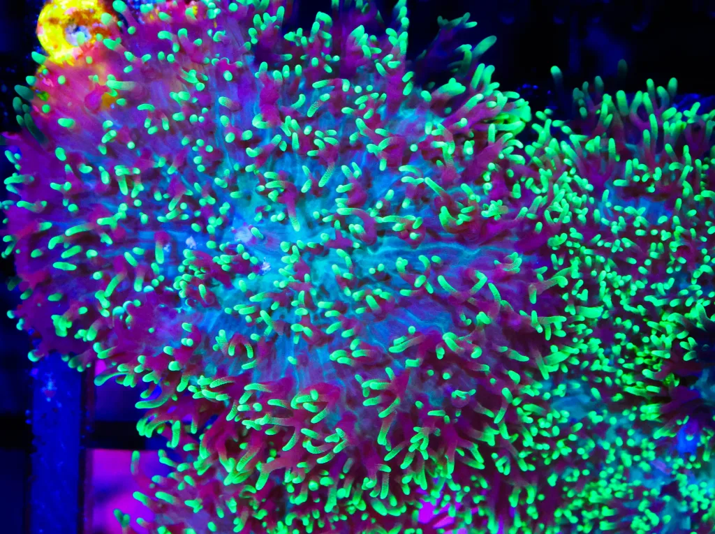 Frag Box Corals