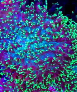 Hairy Mushroom Coral Frag (one leaf) (C81)