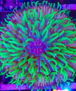 Wysiwyg Ultra  Plate Coral (C97)