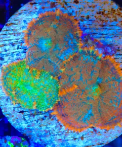 Wysiwyg 3x Crazy Mushroom (C106)