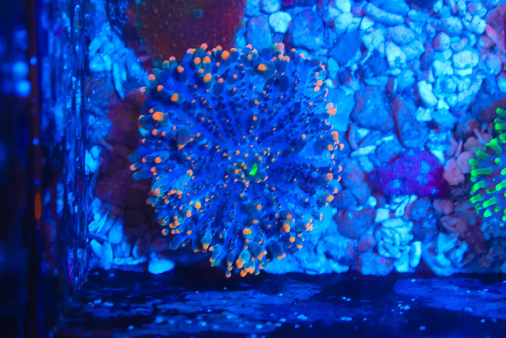 Frag Box Corals