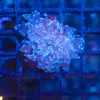 Wysiwyg Purple Blue Small Frogspawn Frag (C160)***