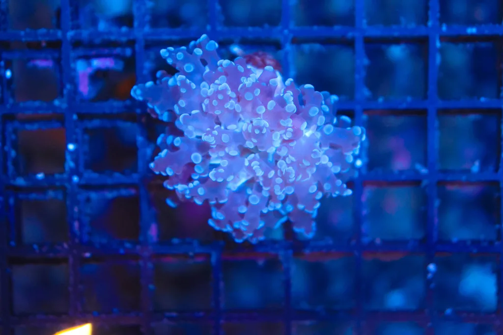Frag Box Corals