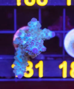 Northern Lights Frag (A15)