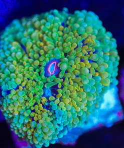 Wysiwyg Ricordea  Mushroom [F81]