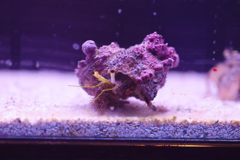 Frag Box Corals