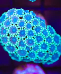 Sky Blue Alveopora Frag (Row #67)