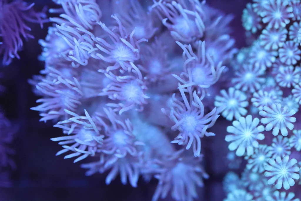 Frag Box Corals