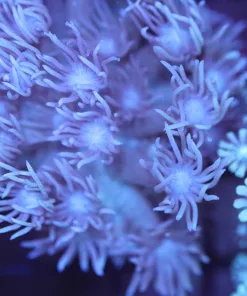 Snowhite Alveopora Coral Frag (Row #70) *last frag*