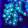 White Mouth Green Daisy Goniopora Frag (Row #70:B)