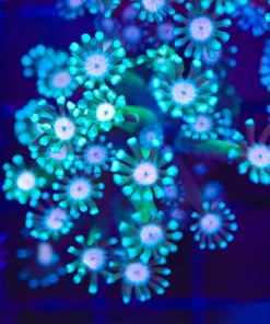 White Mouth Green Daisy Goniopora Frag (Row #70:B)