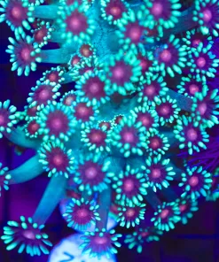 Red Eye Thanos Flowerpot Coral Frag (Row #72)
