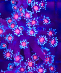 Blue Cookie Monster Flowerpot Coral (Row #72:B)