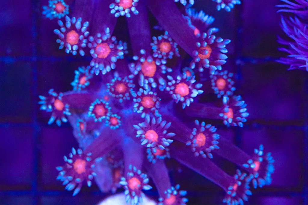 Frag Box Corals