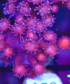 Blue Tipped Red Flowerpot Coral Frag (Row #73)