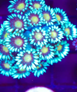 Highlighter Flowerpot Coral Frag  (Row #73:B)