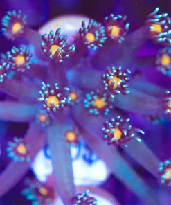 Blue Zeus Flower Frag (Row #74) *FREE TLF Gonipower Food With Purchase*