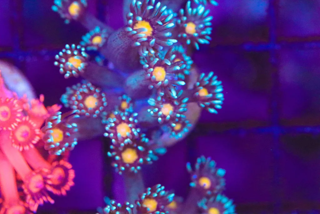 Frag Box Corals