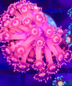 Diablo Flowerpot Frag (Row #75) *last frag*