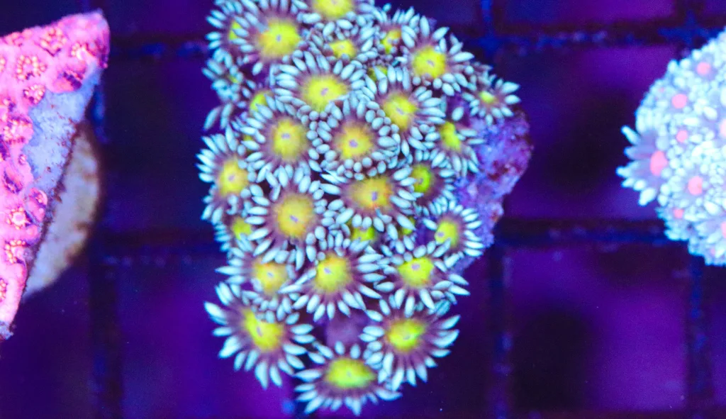 Frag Box Corals