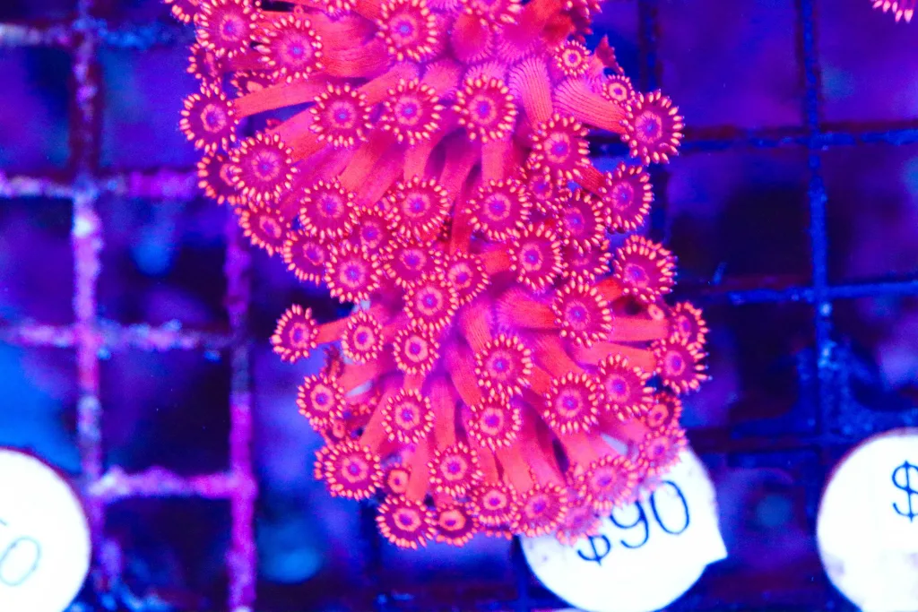 Frag Box Corals