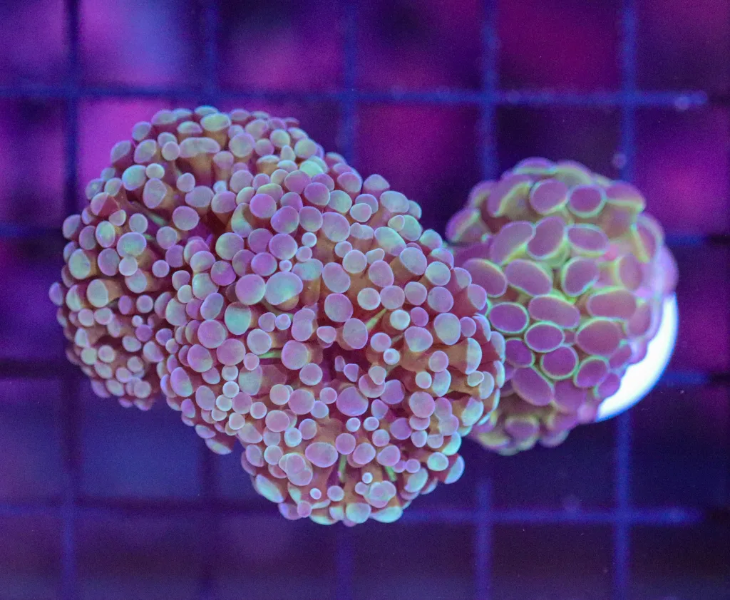 Frag Box Corals