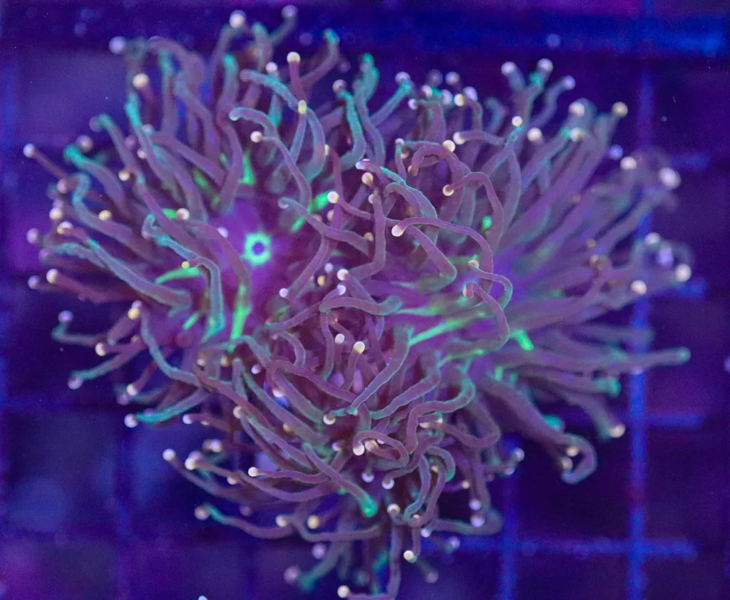 Frag Box Corals