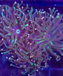 Wysiwyg Torch Coral (C14)