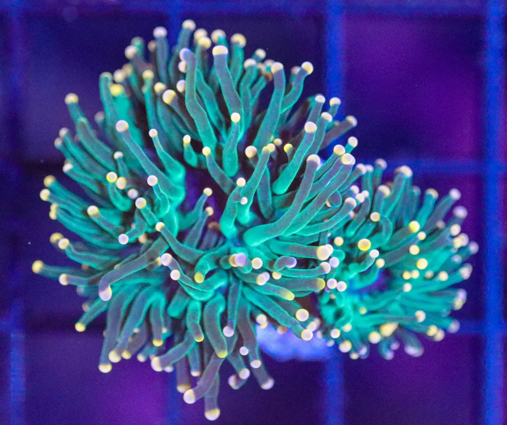 Frag Box Corals